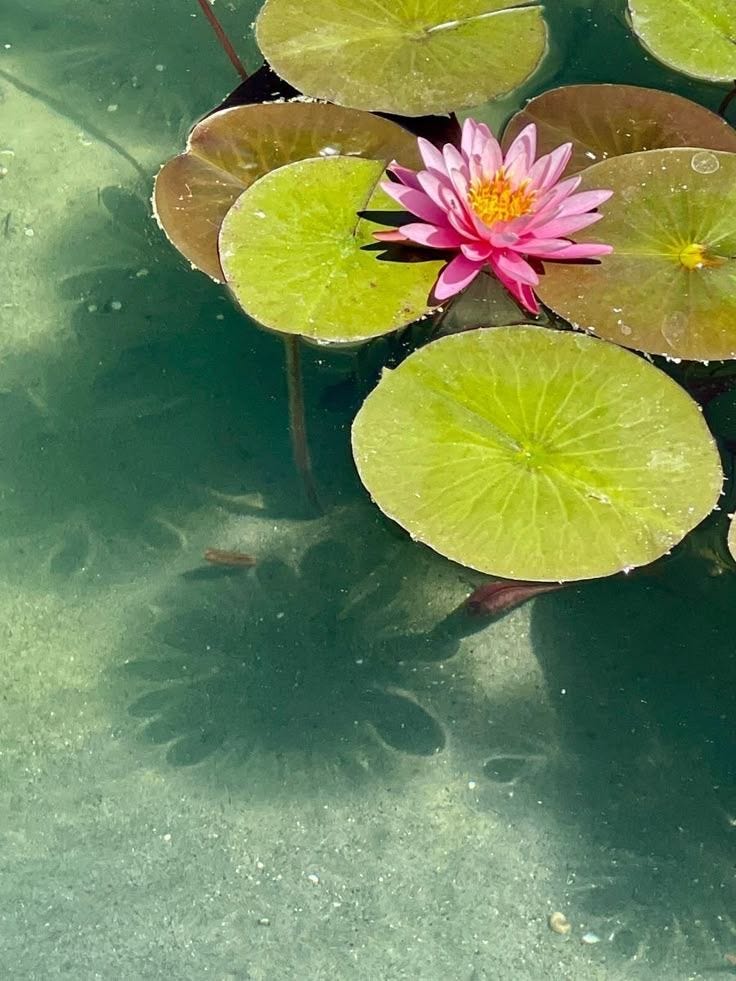 This may contain: a pink water lily floating on top of green leaves This may contain: a pink water lily floating on top of green leaves