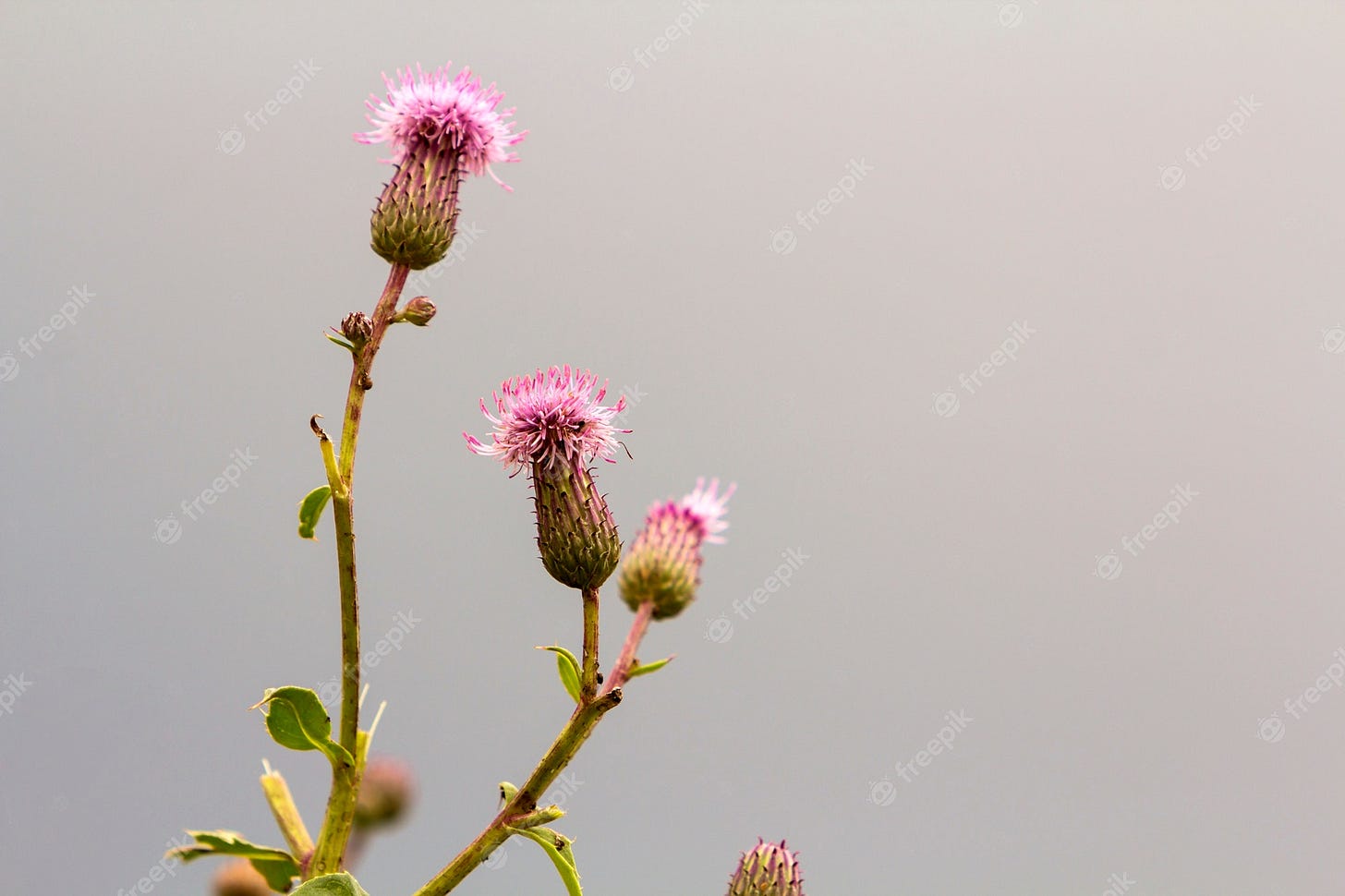 El primer aisló la planta rosada hermosa del cardo de lanza púrpura  iluminada por el sol de la mañana que florece en tallos altos en fondo  colorido suave brumoso borroso. belleza de