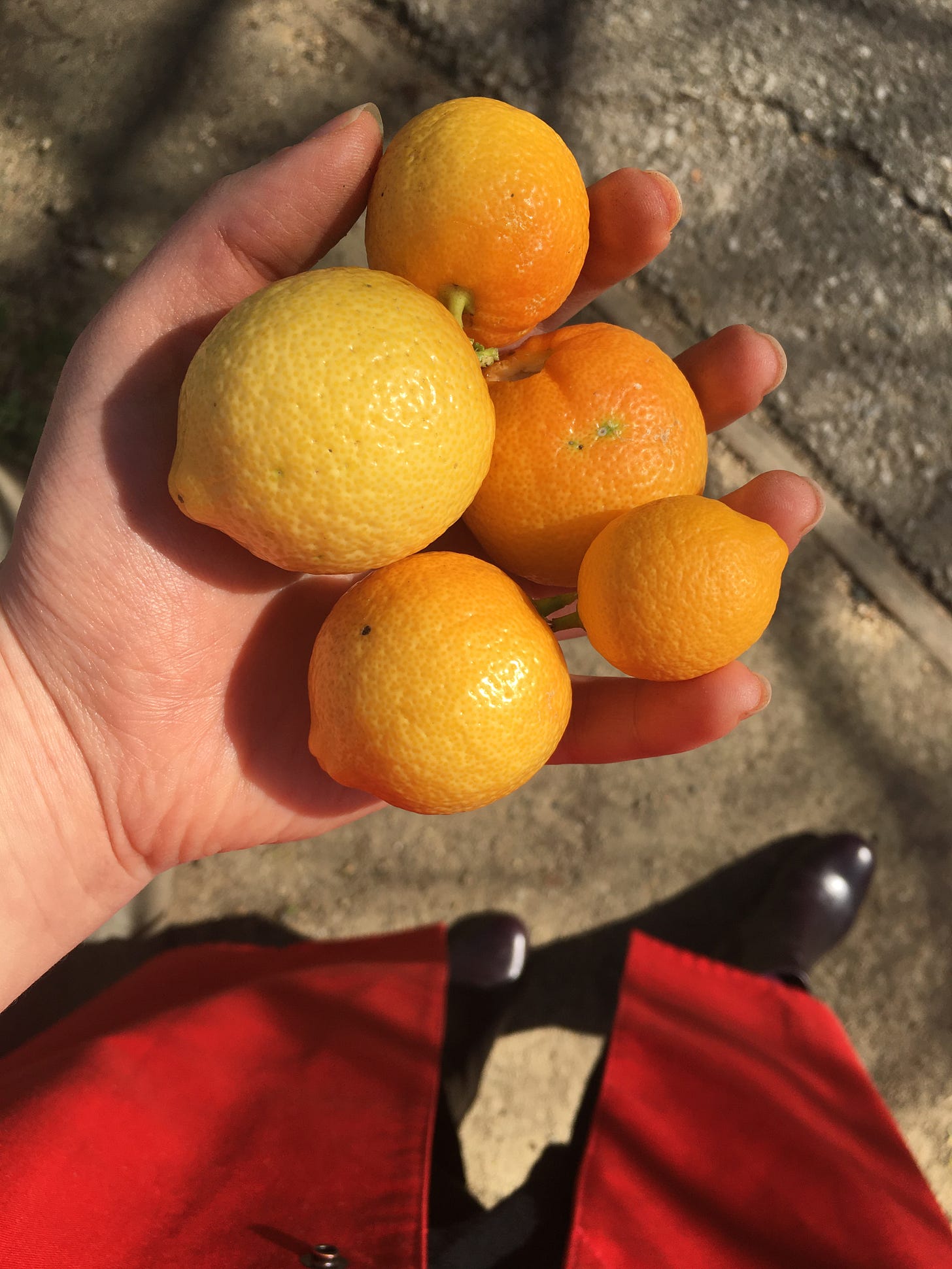 Five small lemons in Shira's hand, with the hem of her red coat in the background.