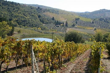 Tusc_vineyards Tusc_vineyards