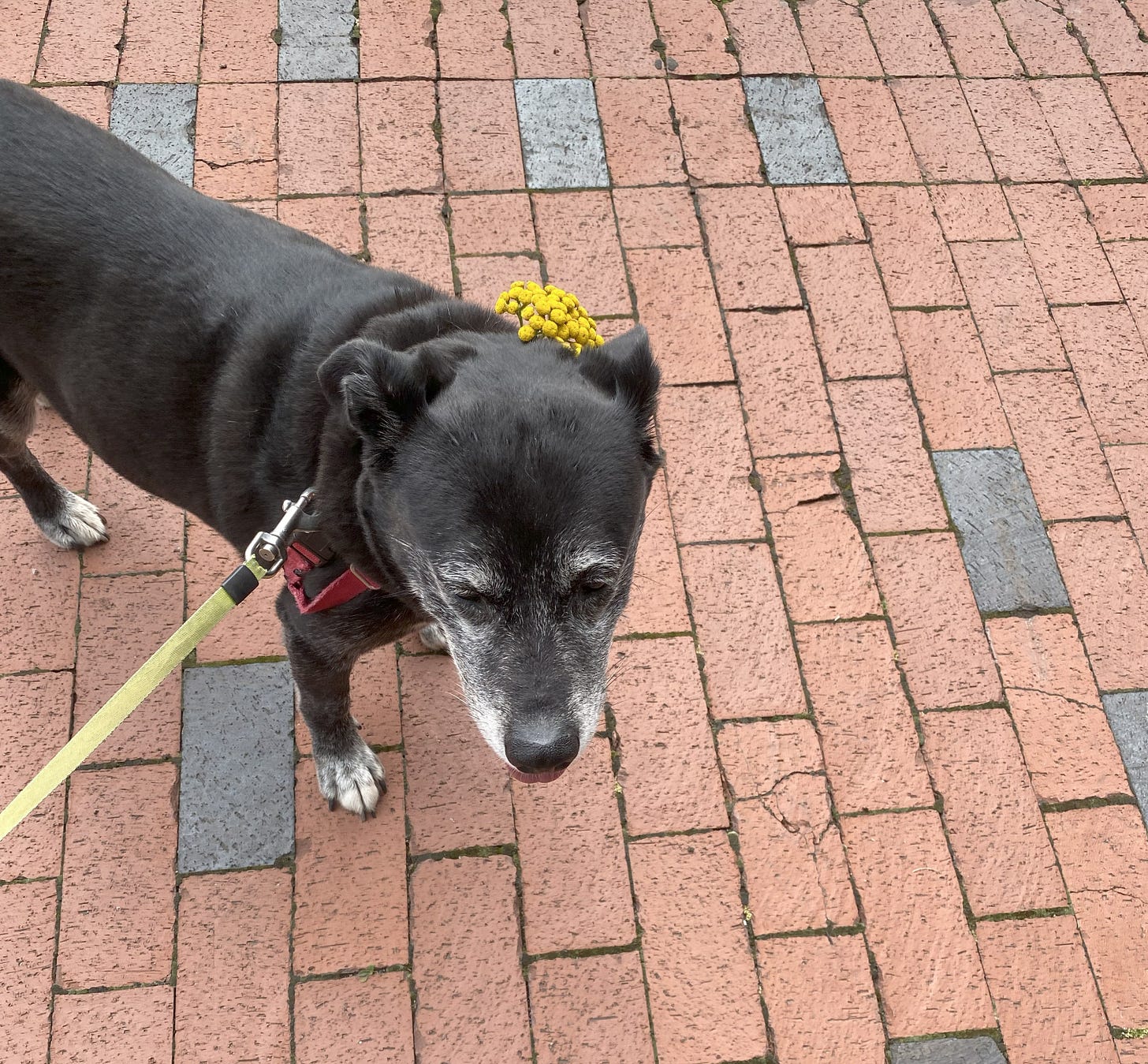 Black dog with white markings on brick path, wearing yellow flowers near one ear