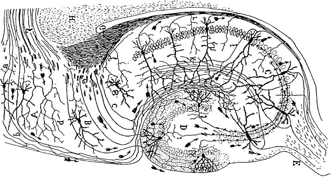 Santiago Ramón y Cajal's ink drawing of the hippocampus Santiago Ramón y Cajal's ink drawing of the hippocampus