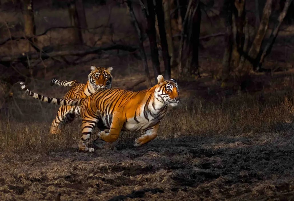Bengal tigers brawling in the ethereal light of an Indian forest among  magnificent images celebrated in new book | Discover Wildlife