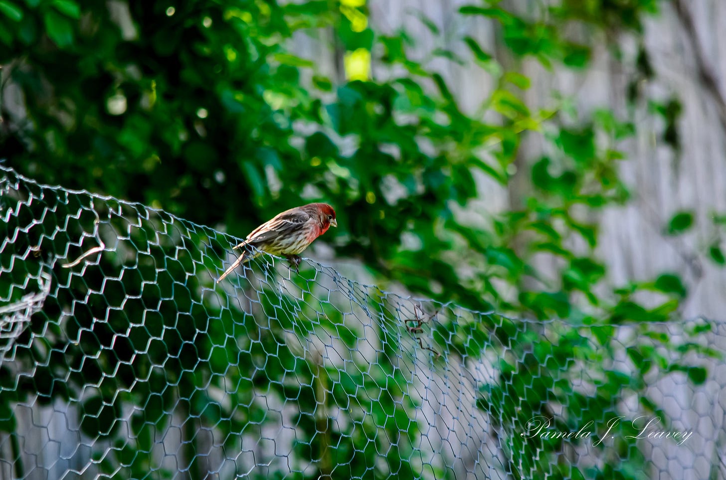 May be an image of kookaburra