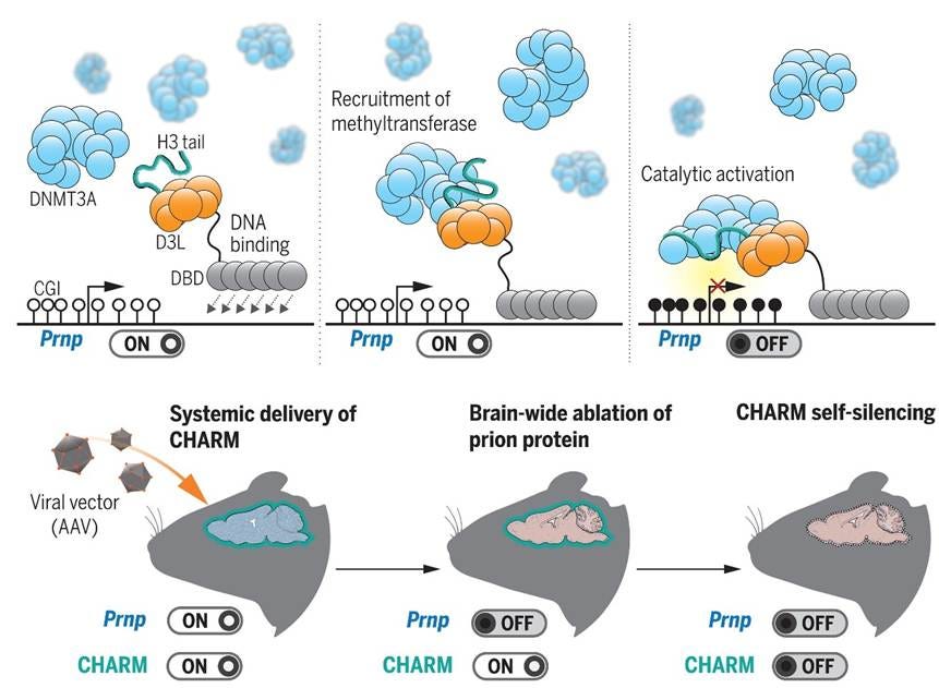 Diagram of a diagram showing the process of a protein reaction

AI-generated content may be incorrect.