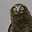 BirdieNumNum's avatar