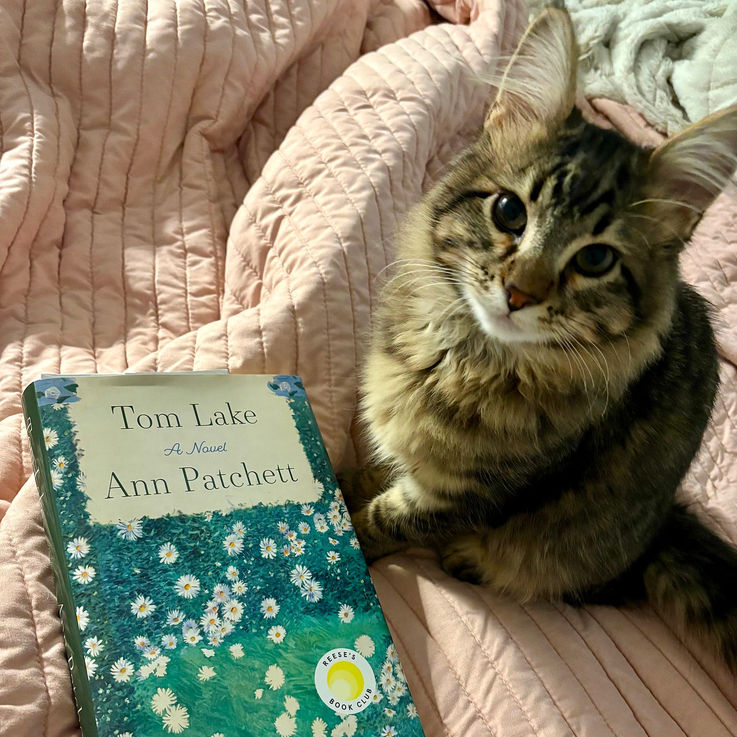 A very cute fluffy brown tabby cat sitting next to a hardcover copy of Tom Lake by Ann Patchett.