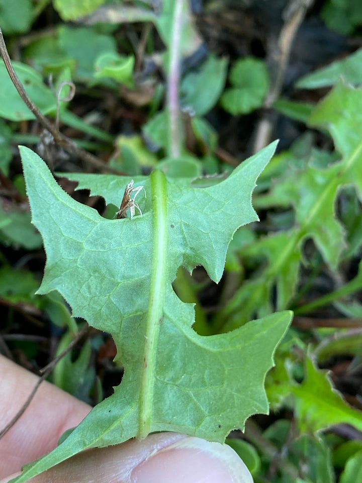 Right, chicory leaf, Left, dandelion leaf