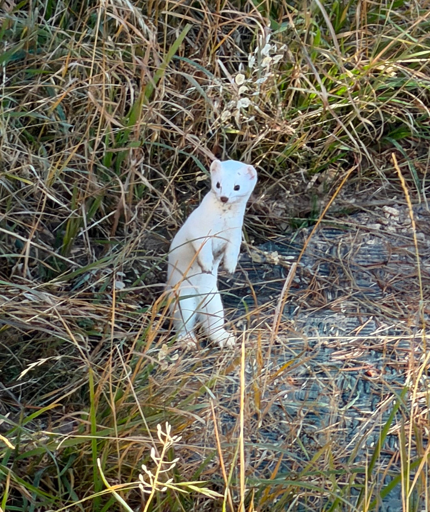 A white stoat standing on its back legs in the grass