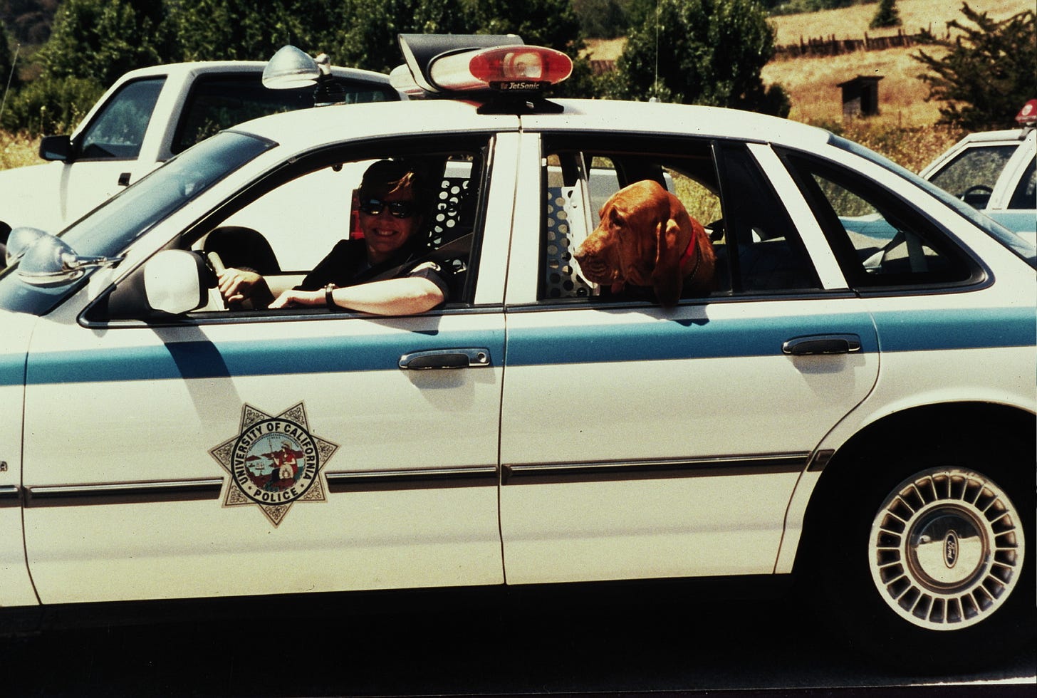 Female police officer (author) in police car with bloodhound hanging head out back window Female police officer (author) in police car with bloodhound hanging head out back window