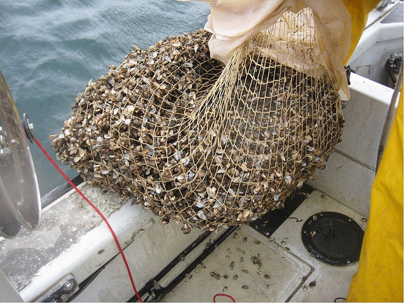 File:Quagga mussels (8741745802).jpg File:Quagga mussels (8741745802).jpg