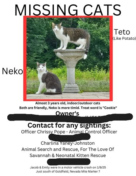 Lost cat flyer with photos of Neko and Teto