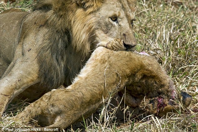 Tarangire National Park lion rips apart and EATS a cub as ...