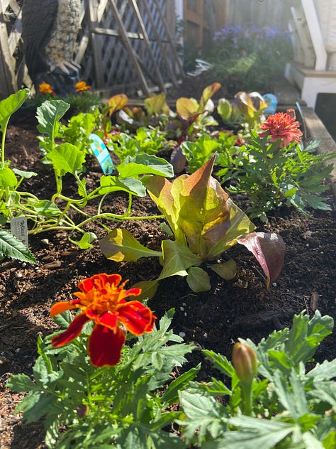 A doctor finding joy in gardening