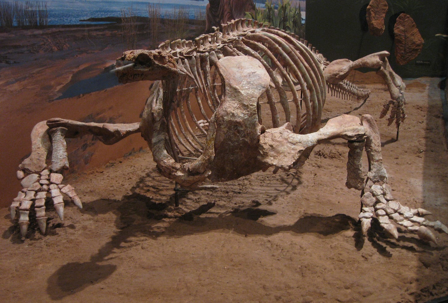 File:Cotylorhynchus romeria from Norman, Oklahoma.jpg - Wikimedia Commons File:Cotylorhynchus romeria from Norman, Oklahoma.jpg - Wikimedia Commons