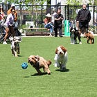 Pet parents need cities to do more to keep pets and families together. In Nashville, a pet-friendly hub is setting an example