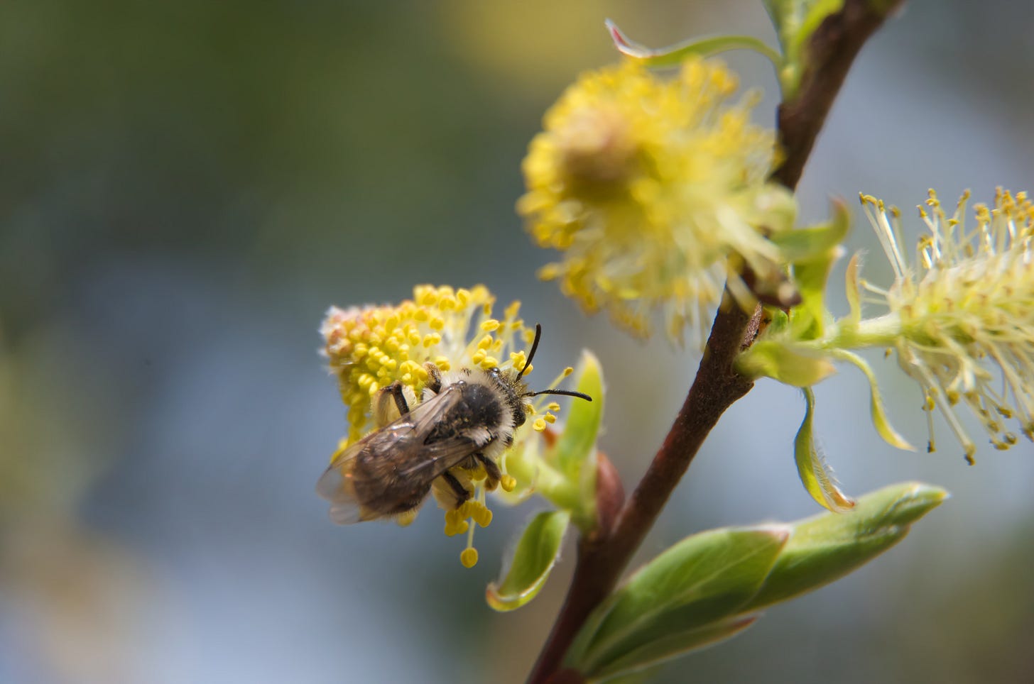 A native honeybee collects pollen from the bright yellow tips of a Black Willow blossoms, which looks like a tiny pom-pom of white and gold.