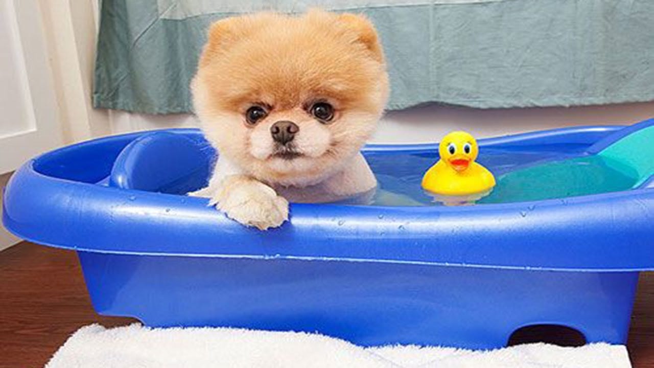Boo - The World's Cutest Dog Video Compilation | Pomeranian Puppies ...
