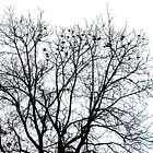 A Trip to the Brainforest (part 1)