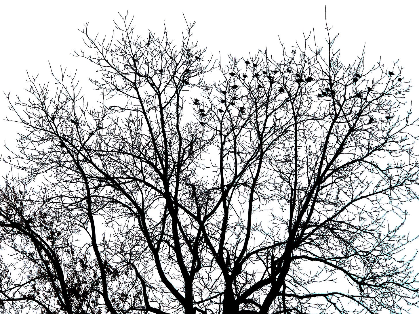 Several birds in the high branches of a big tree with no leaves