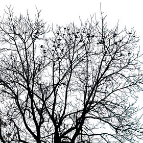 A Trip to the Brainforest (part 1)