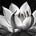 lotus journal's avatar