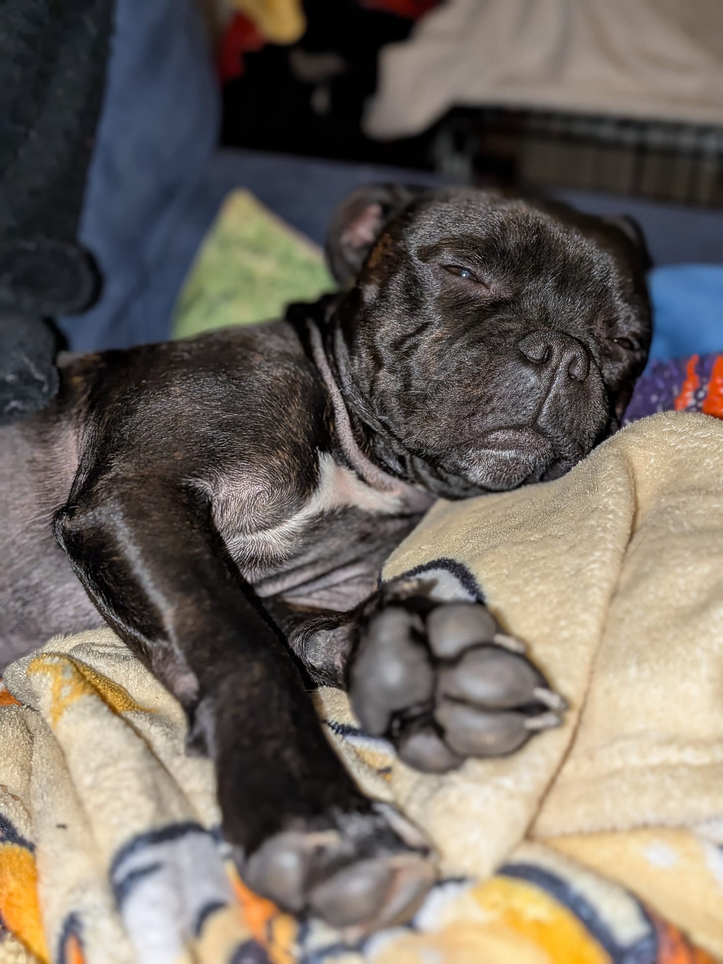 A black Staffy lies on a pile of blankets. His paws are in the foreground