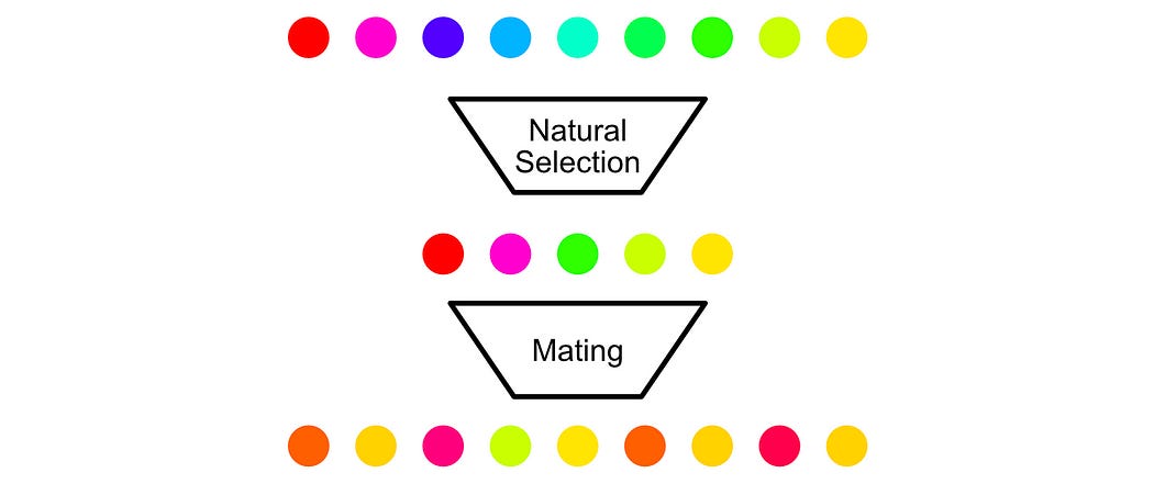 Genetic Algorithms — Intuitively and Exhaustively Explained
