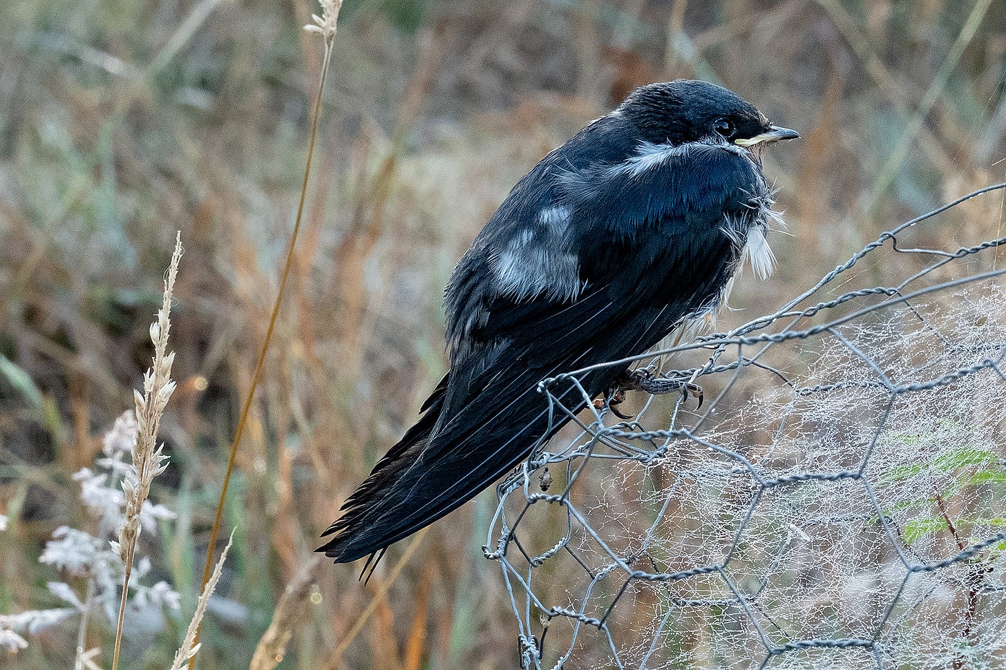 A late-fledged barn swallow (Hirundo rustica) sits on the mesh gard around a young rowan tree