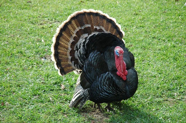 Turkey photo Turkey photo