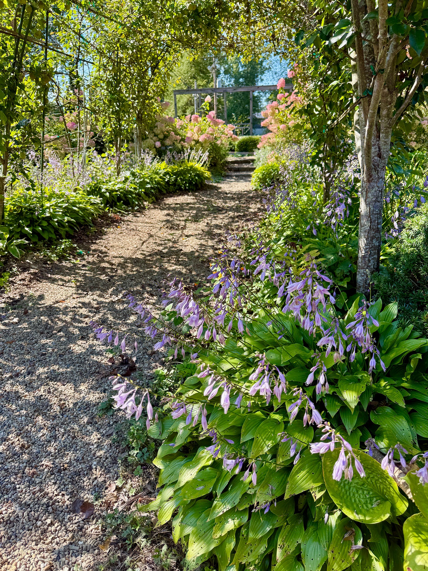 Our Fruit Tunnel at Havenwood this week full of ripe pears and late flowering Hosta lancifolia