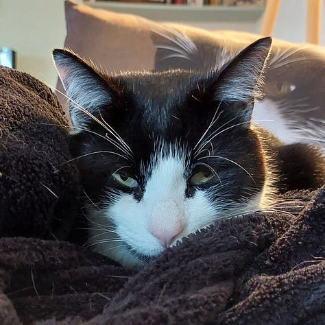 A gallery of photos of Victors black and white tuxedo face