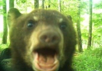 This may contain: a blurry photo of a brown bear in the woods with its mouth wide open