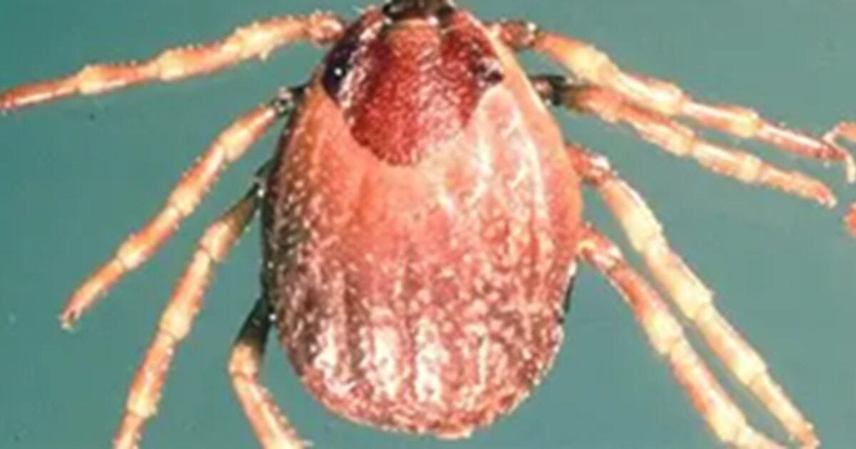 Close-up image of a tick displaying its distinctive body shape and legs, highlighting its potential as a disease vector.