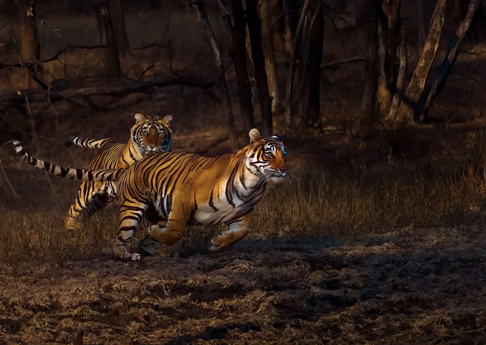 The Nature Photography Contest Winners 15
