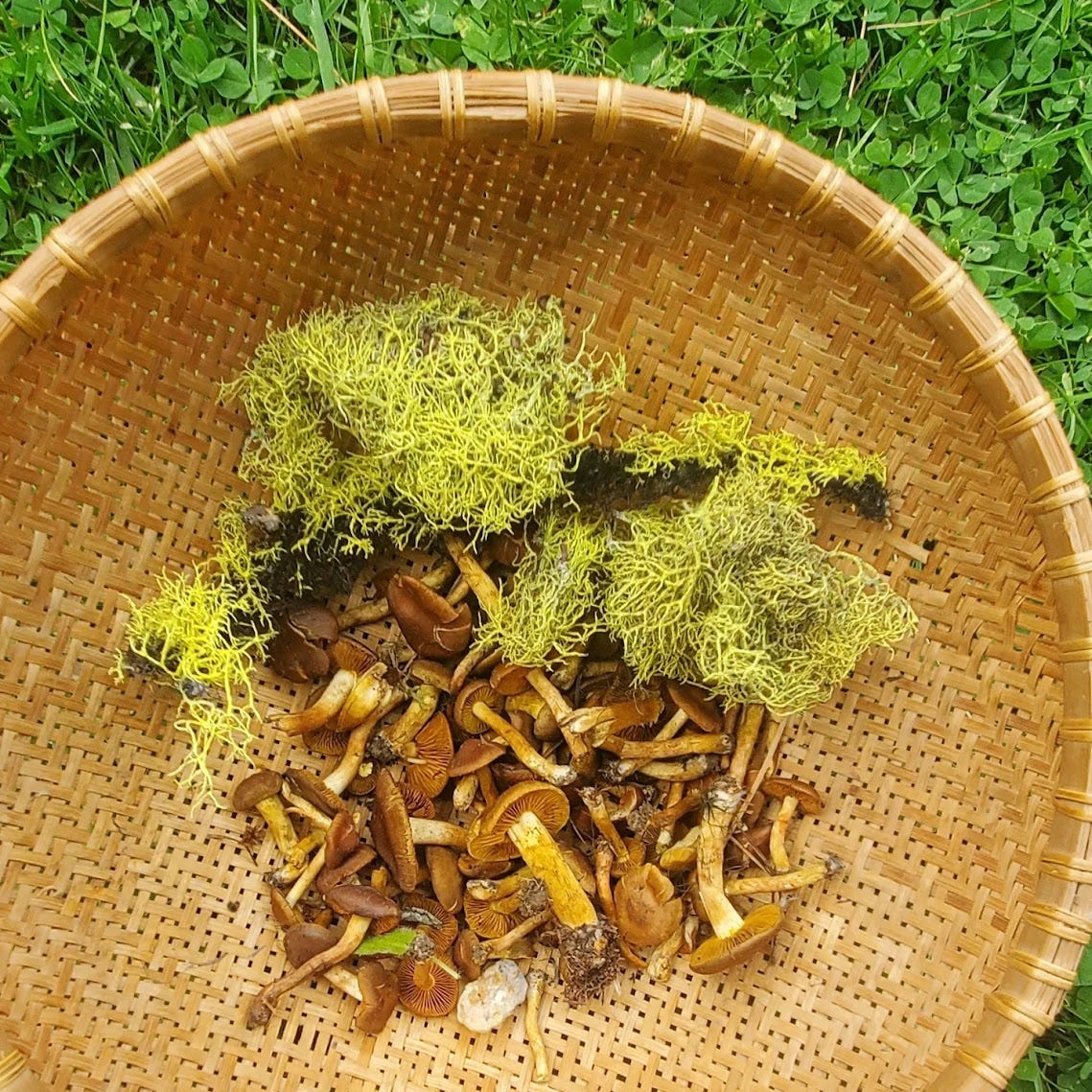 a flat woven basket containing a collection of foraged fungi, in a range of brown and yellow tones, and bright yellow-green lichens. the background is thick green grass or clover.