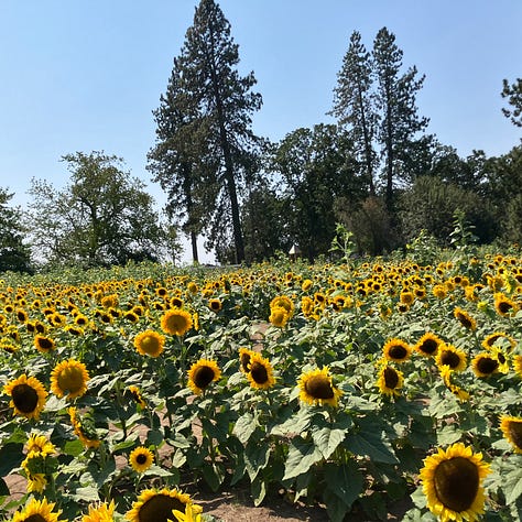 Sunflower farm, sunflowers, maze, windows, doors, and bikes