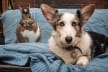 Let The Dog See The Rabbit