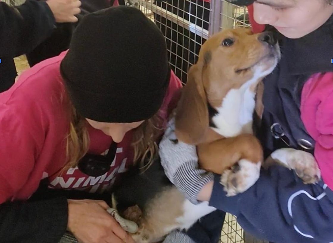 Save All The Dogs Rescue This Is The Plan to Save All the Dogs in Labs