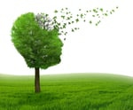 Brain disease with memory loss due to Dementia and Alzheimers illness as medical icon of a tree shaped as human head and brain losing leaves as concept of intelligence decline. Brain disease with memory loss due to Dementia and Alzheimers illness as medical icon of a tree shaped as human head and brain losing leaves as concept of intelligence decline.