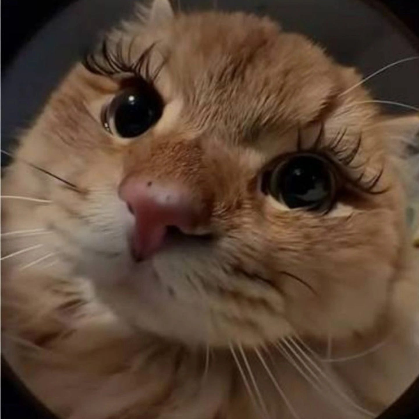 Sanvi *⁠.⁠✧˖⁠♡