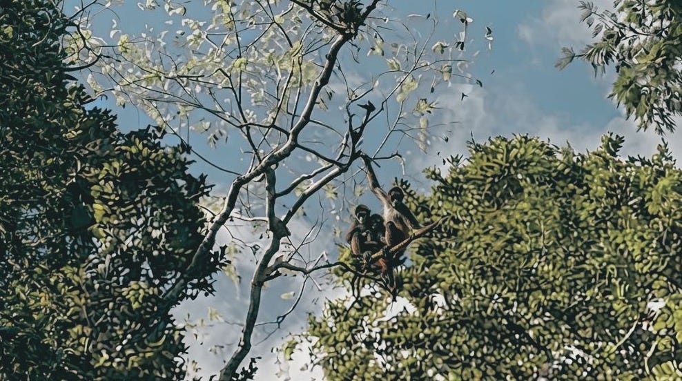 Monkeys