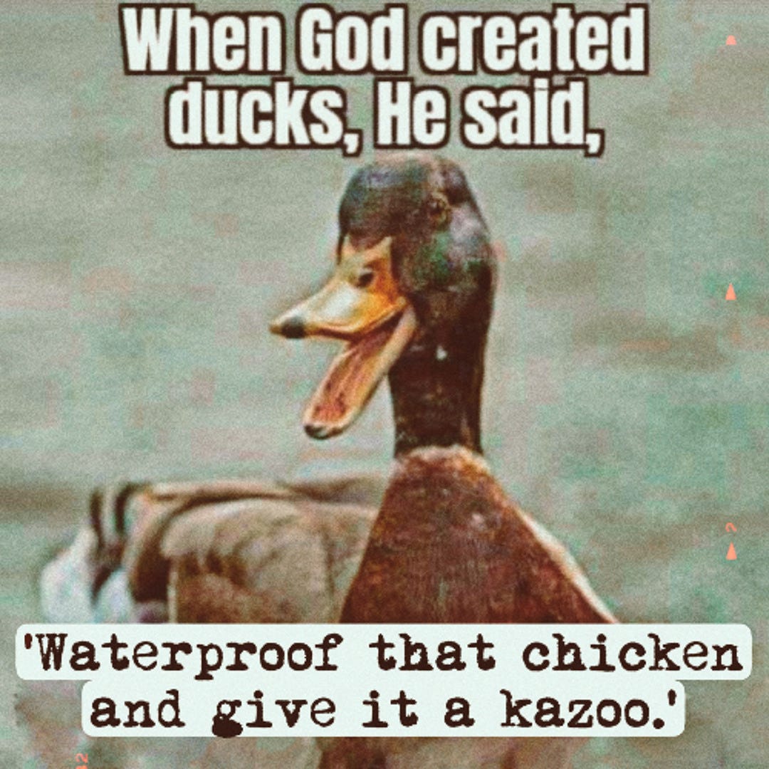 Stream Waterproof that chicken and give it a kazoo by The Barcode Debacle |  Listen online for free on SoundCloud