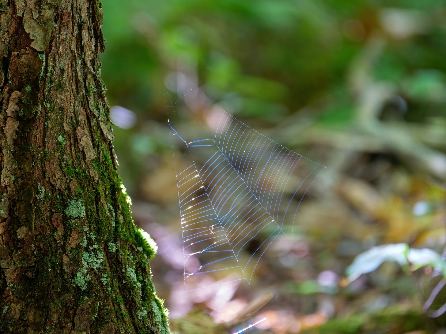 Spiderweb attached to a tree Spiderweb attached to a tree