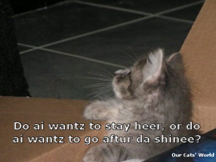 Kali_Kitten_Box_lol Kali_Kitten_Box_lol