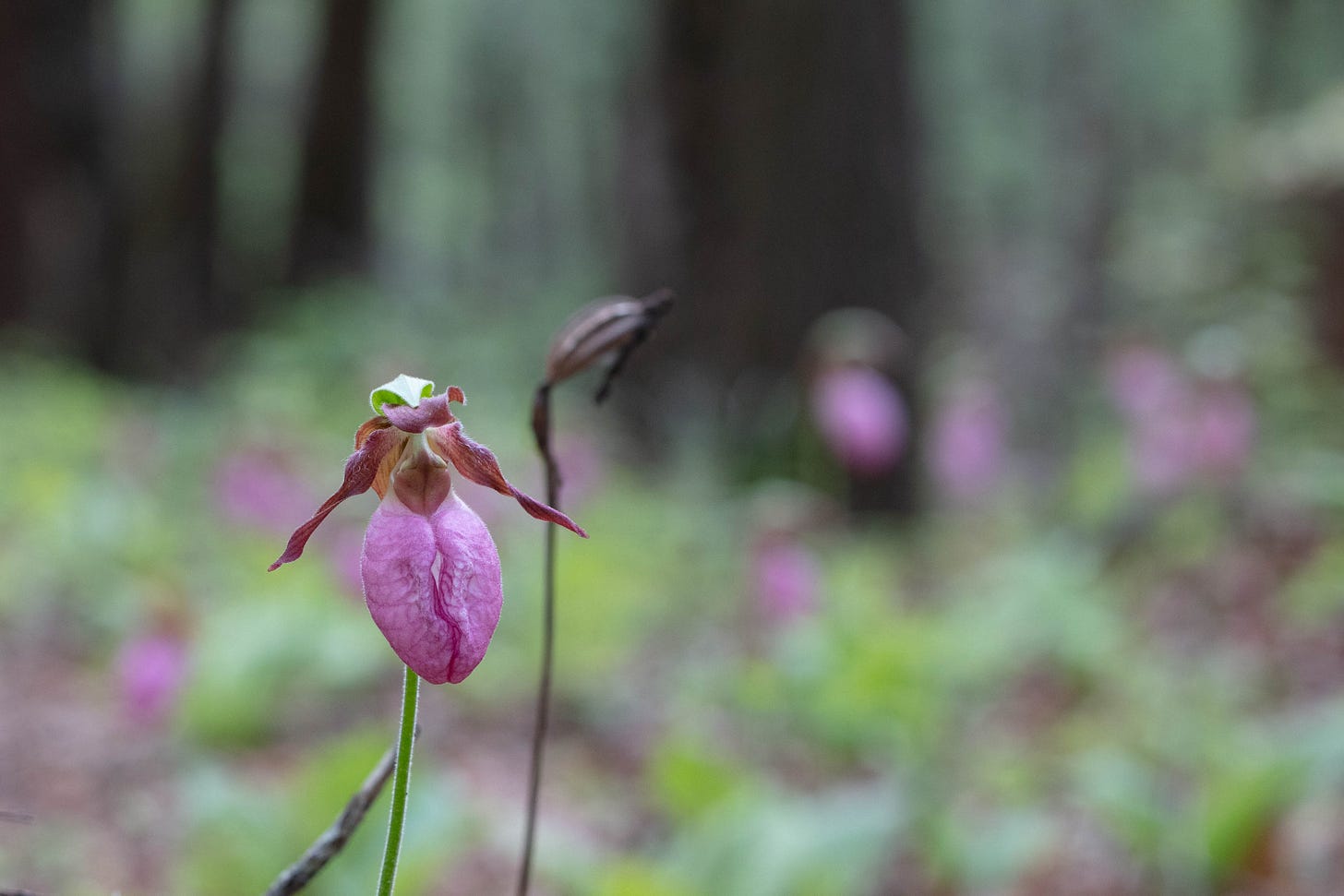 A close-up, off-center,of a pink lady's slipper orchid, with a slightly soft focus brown stalk and brown seed capsule behind it, and in the distance, in total soft focus, the forest and many pink lady's slippers growing in that forest. It is a blue of pink round shapes, shades of green, and dark brown lines that are the tree trunks.