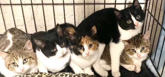 Home - Brooklyn Animal Action