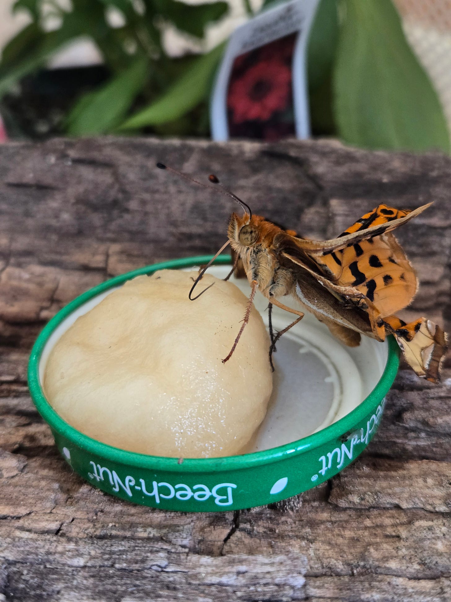 Zap the indoor butterfly enjoying some apple juice.
