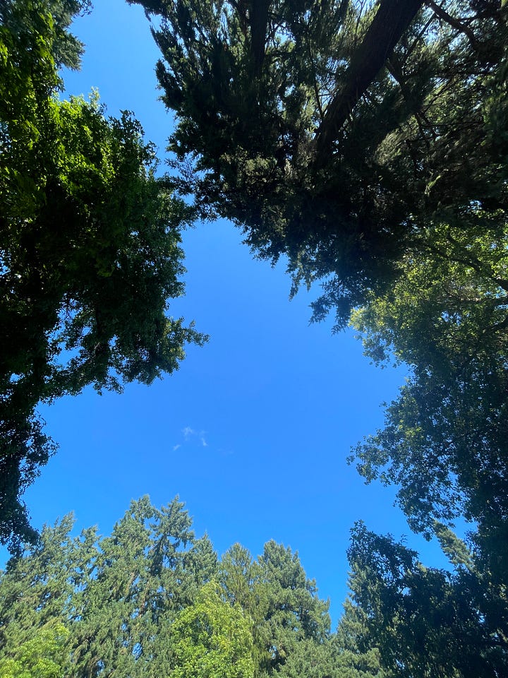 tree-framed sky, leaf rubbing, sky-light, smiling face