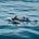 Dolphin Diaries's avatar